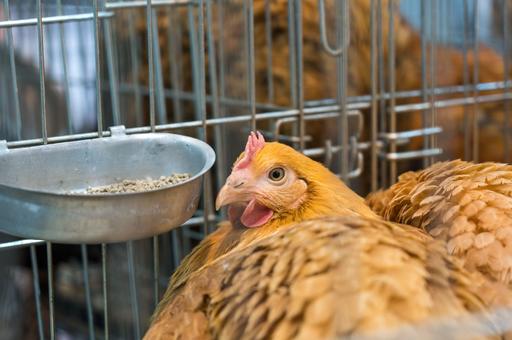 Грипп птиц поражает фермы в Голландии: за неделю — 12 вспышек