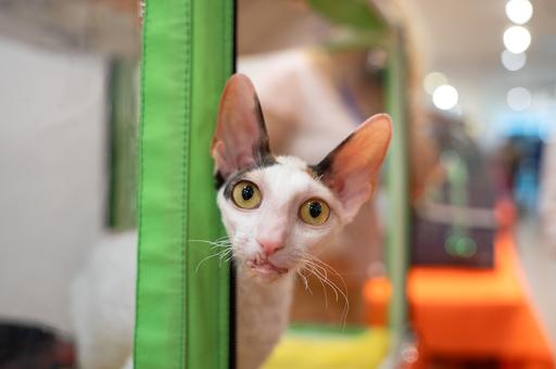 Как предотвратить лимфому у кошек: советы владельцам