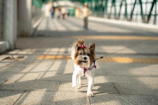 Благотворительный фестиваль в честь Дня домашних животных пройдет в Москве 30 ноября