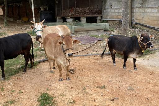 КРС в миниатюре: вся правда о карликовых коровах