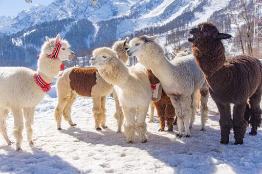 Спустившиеся с Анд: зачем в Россию завезли тысячу чилийских альпак