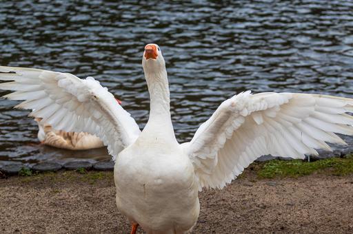 Татарскую породу гуся могут создать через 5–6 лет