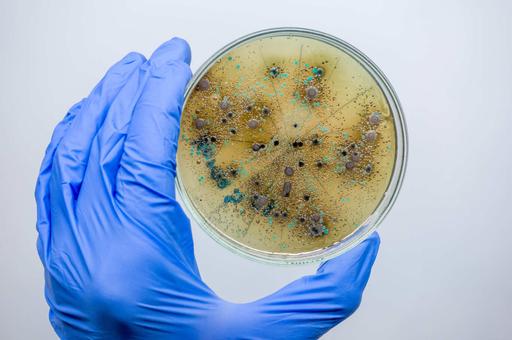 Российские биологи нашли способ тестировать лекарства без животных