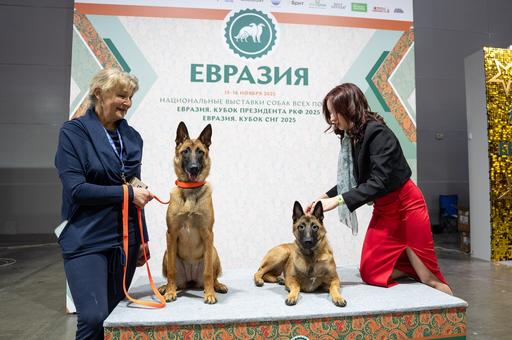 Выставка «Евразия-2025» в «Крокус Экспо» собрала свыше 9 тыс. собак