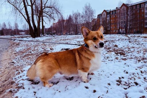 Большой парк для собак готовят к открытию в Тобольске