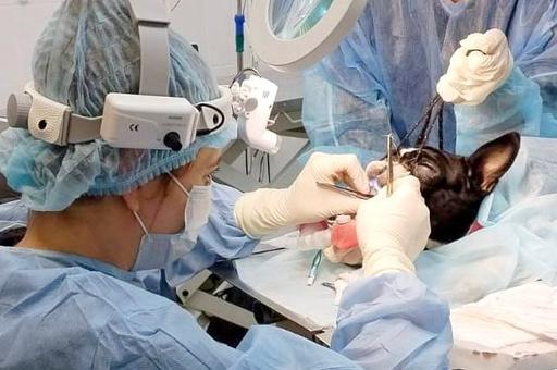 Что такое брахицефалический синдром и почему он опасен для жизни питомца