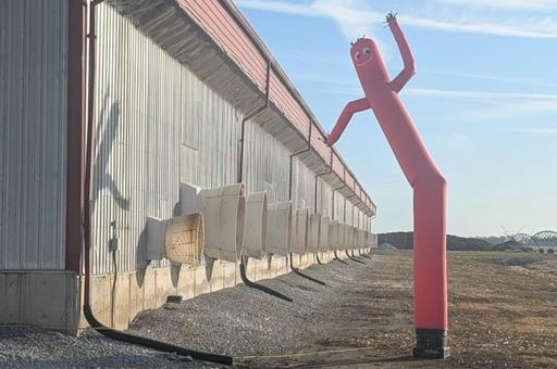 Американская ферма призвала машущих надувных человечков на защиту кур от гриппа птиц