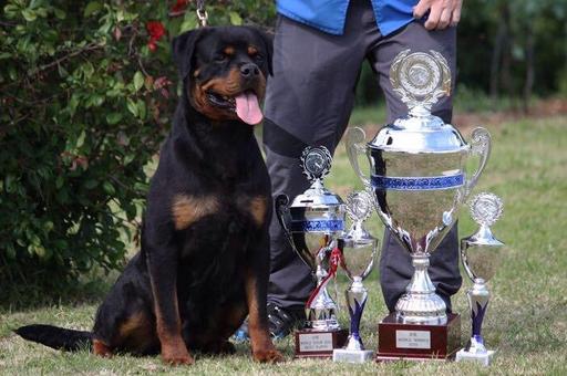 Как вырастить чемпионов мира среди собак: опыт российского питомника