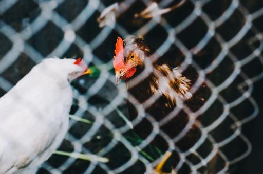 Вспышка гриппа птиц в Японии: на убой отправили 75 тыс. бройлеров