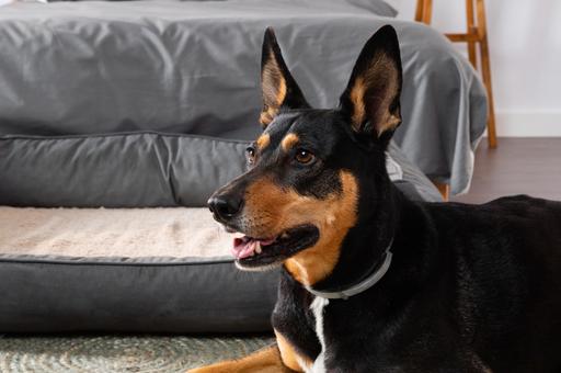 Сколько стоит номер с питомцем: Роскачество назвало допустимую доплату