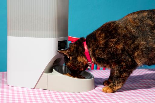 GPS, кормушки и камеры: какие гаджеты из Pet Tech действительно нужны собакам