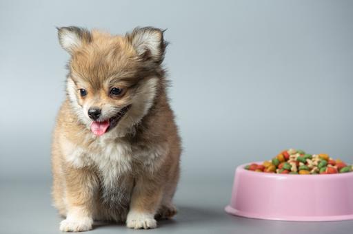Итальянский корм для щенков оказался без мяса