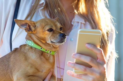 Тренды-2026: цифровизация зообизнеса и ветеринарии переходит на новый уровень