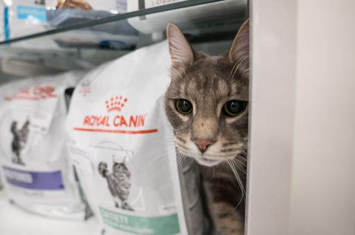 Серый рынок онлайн: как и почему будет меняться регулирование продаж зоотоваров на маркетплейсах