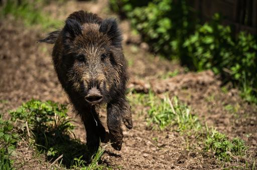 Испанские фермеры требуют контроля популяции кабанов для борьбы с АЧС