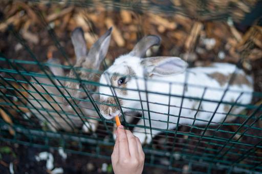 Мосгордума предлагает начать госрегулирование зооклубов