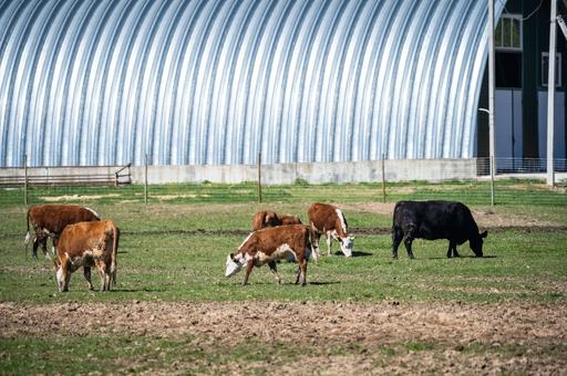 ФАО сообщила о росте риска новых болезней животных и возвращении опасных вирусов