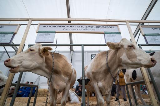 Поголовье крупного рогатого скота на конец ноября снизилось на 3% — Росстат