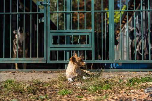 Приют для бездомных животных построят в Севастополе
