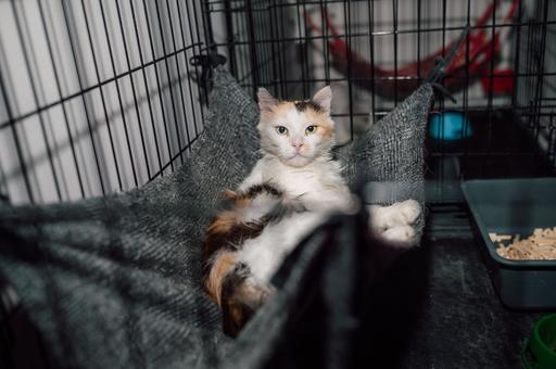 Когда сердце сильнее войны. Как «Кошкин дом» стал островком надежды для питомцев из разрушенных городов