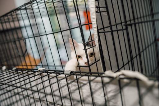 Депутаты предложили передавать сельхозземли под приюты для животных