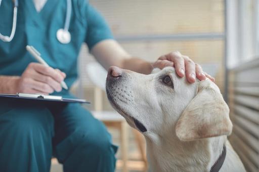 Ученые обнаружили новую опасную инфекцию, передающуюся людям через клещей и собак