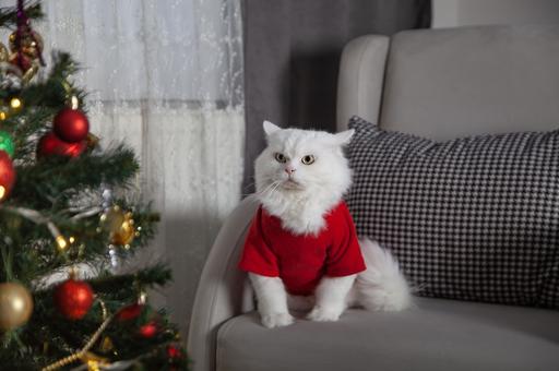 Новый тренд: рождественские траты на питомцев в Британии оказались выше, чем на членов семьи