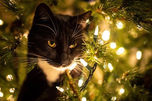 Число чрезвычайных ситуаций с животными в мире резко возрастает под Новый год