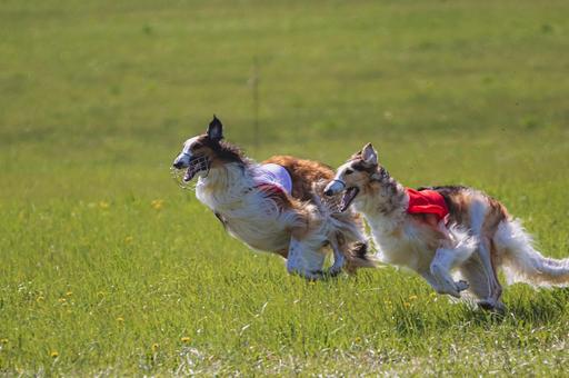 Собачьи бега запретили в Уэльсе: удастся ли организаторам оспорить решение