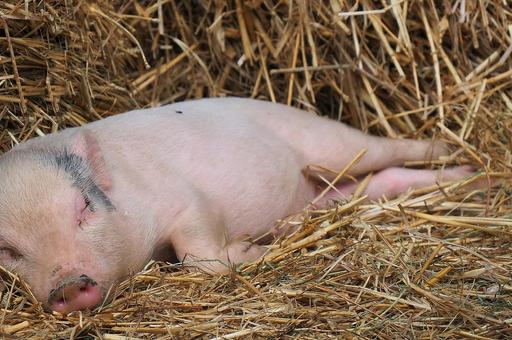 Дефицит кобальта у поросят: чем опасен гипокобальтоз и как его предотвратить