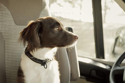 Как перевозить питомцев в автобусах