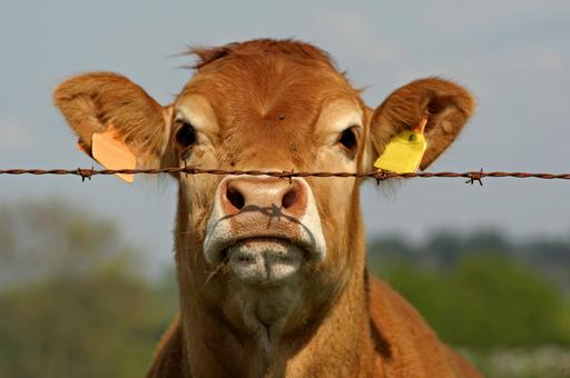 Блютанг добрался до Северной Ирландии