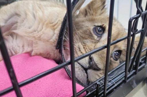 Прокуратура занялась делом больного львенка из «Москва-Сити»