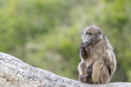 Цена лидерства: почему доминирующие павианы спят хуже подчиненных