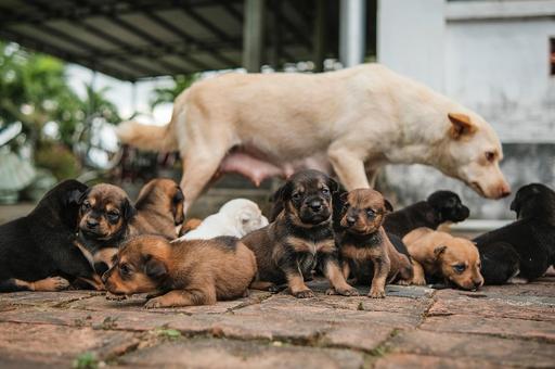 Великобритания запретит импорт щенков с купированными ушами