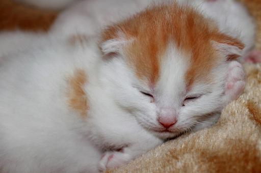 Первых котят из пробирки получили в России