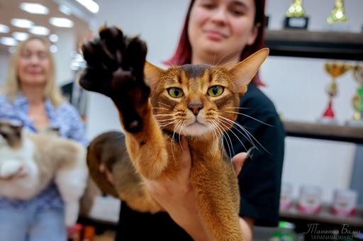 Абиссинец из России возглавил рейтинг лучших котов мира в 2025 году по версии WCF