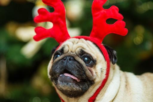 Это пугает мою собаку: британцы протестуют против запуска фейерверков в праздники