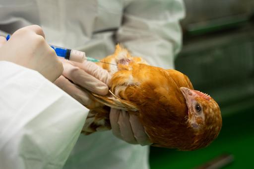 Как достичь максимального иммунного ответа у птицы при вакцинации против болезни Ньюкасла