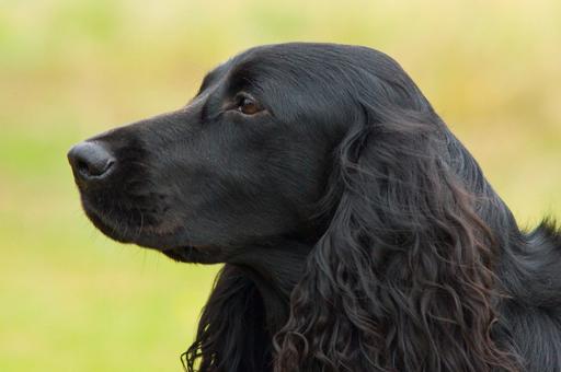 РКФ: 2026 год будет посвящен русскому охотничьему спаниелю