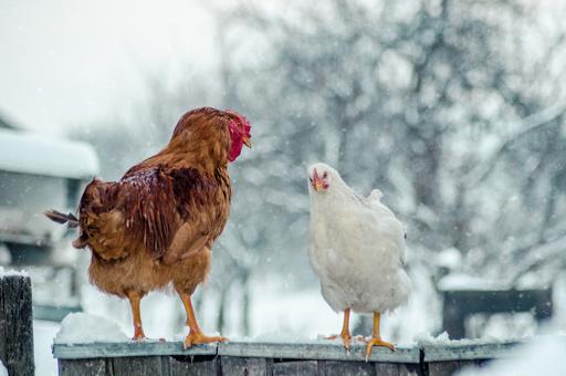 Инспекторы с воздуха нашли нарушения ветправил на магаданской птицефабрике