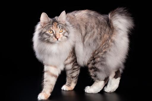 Четыре российские кошки и кот стали лучшими в мире среди ветеранов по версии WCF