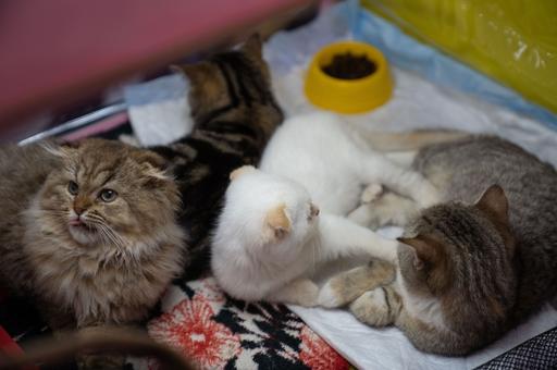 Законопроект о лимитах на кошек и собак в квартирах могут рассмотреть в январе