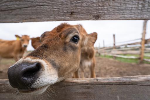 Коровы впервые не смогут принять участие в парижской выставке из-за заразной болезни