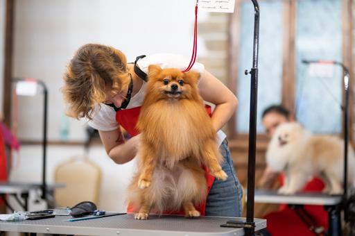 Немецкий шпиц: универсальный компаньон и лидер рейтинга РКФ-2025