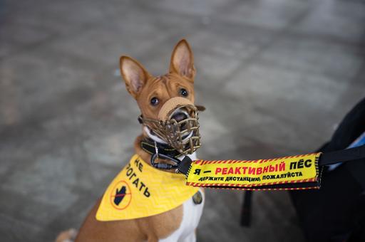 Депутаты предложили запретить использовать питомцев в качестве залога