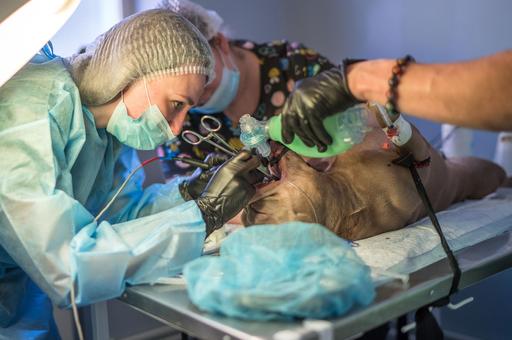 Мобильный ветеринарный госпиталь создают для Донбасса и Новороссии