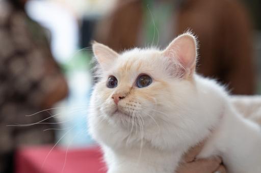 Кошка набрала лишний вес: с чего начать и как худеть безопасно