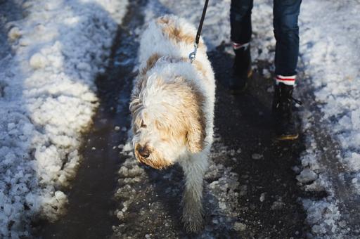 Петербургский депутат инициировал меры по защите животных от воздействия реагентов