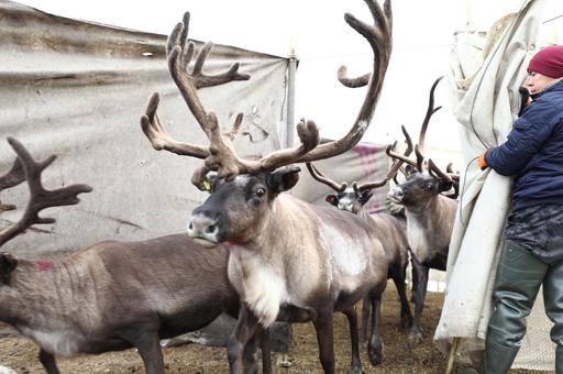 Кабмин будет ежегодно выделять субсидии на ветеринарное обеспечение оленеводства